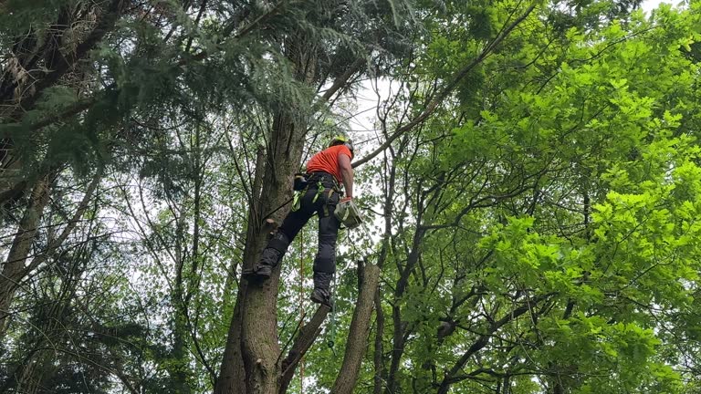 How Our Tree Care Process Works  in  Miami Heights, OH